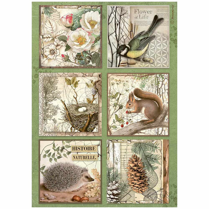 STAMPERIA A4 RICE PAPER PACKED- FOREST 6 CARDS - DFSA4952