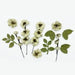 49 MARKET FLOWERS WILD FLOWER CELERY - FM-38473